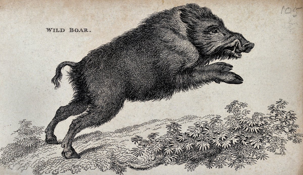 boar-image